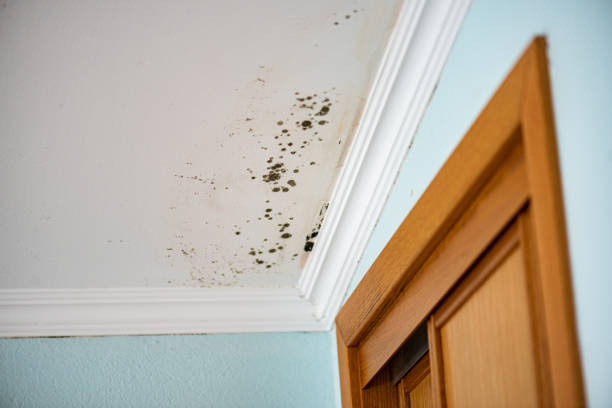 Attic Mold Removal in Cheney, KS