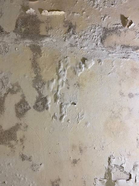 Best Local Mold Removal Service  in Cheney, KS