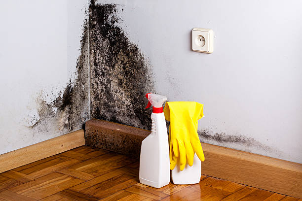 Best Residential Mold Removal  in Cheney, KS