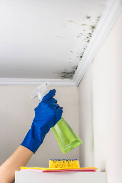 Best Mold Remediation Experts  in Cheney, KS