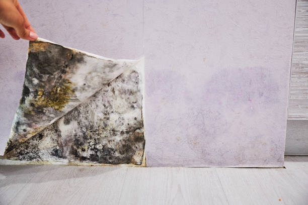 Best Attic Mold Removal  in Cheney, KS